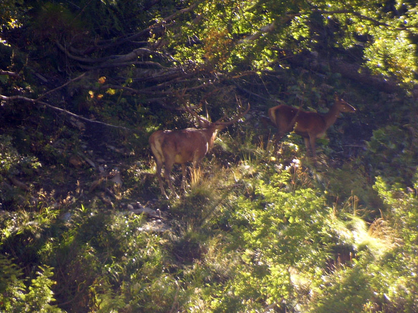 PASSIONE PER IL CERVO